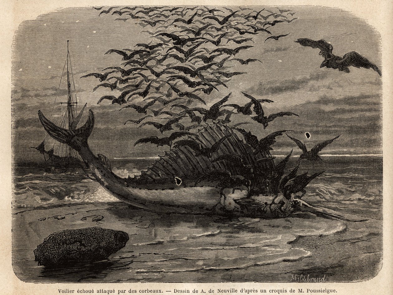Een kosmopolitische zeilboot, de snelste vis ter wereld, dankzij zijn zeilvormige vin op zijn rug, aangespoeld op de kust en aangevallen door kraaien. Gravure ter illustratie van het verhaal Quatre mois en Florida, door M. Pousselgue, in 1851-1852, gepubli door Unknown artist