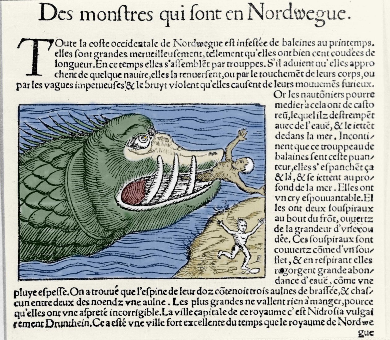 Een zeemonster verslaat een zwemmer nabij de kust van Noorwegen. Gravure door Olaus Magnus (1490 - 1557), Zweedse geestelijke en geograaf, 