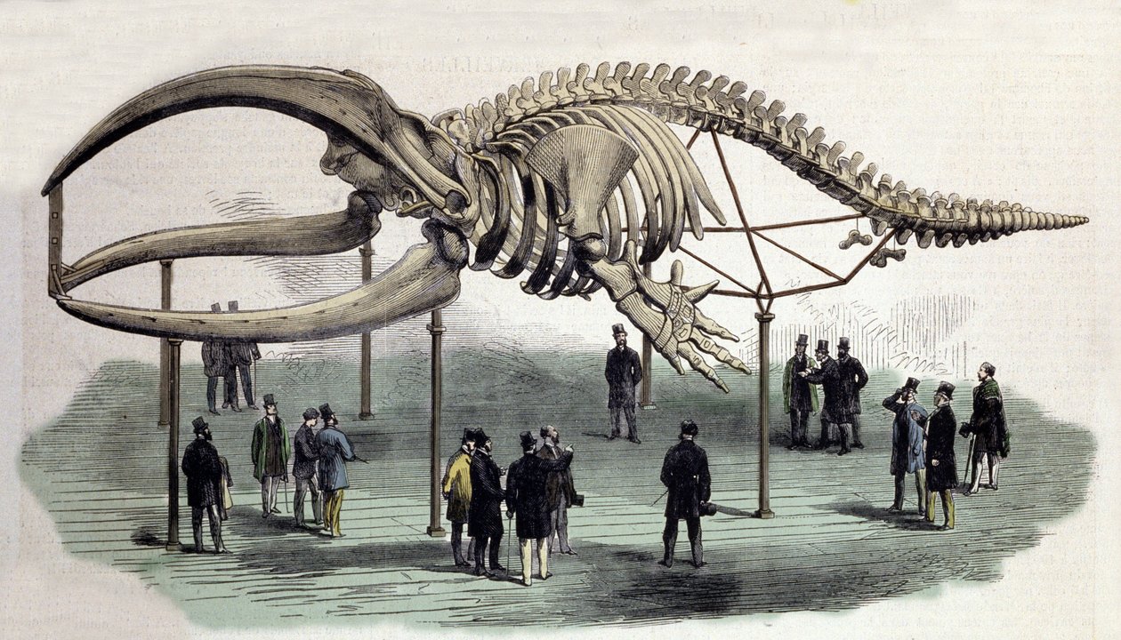 Een skelet van walvissen aan het Royal College of Surgeons in Londen. Gravure uit de 19e eeuw door Unknown artist