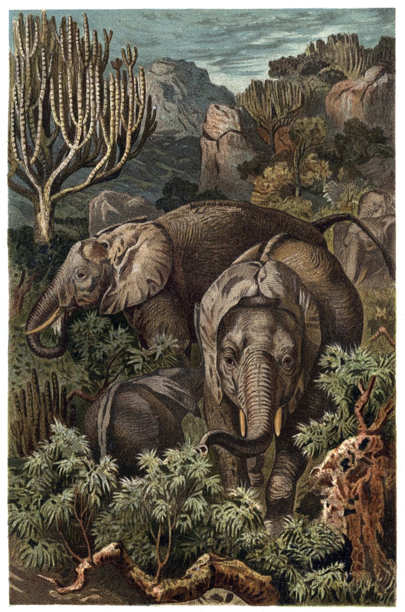 Afrikaanse olifant (Loxodonta) - gravure uit 