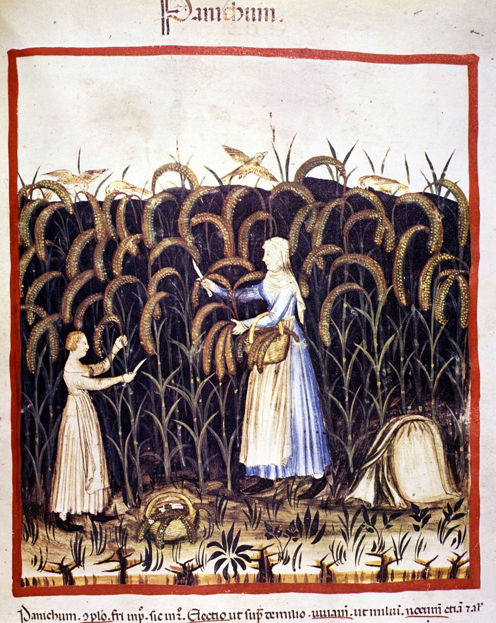 Landbouw. Recolle panic (graan). Illustratie uit de melk van geneeskunde en diëtetiek "Tacuinum sanitatis" door Unknown artist