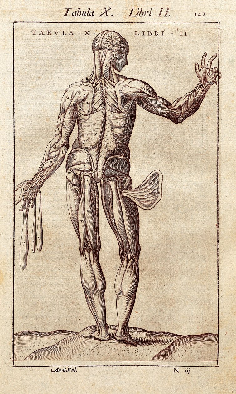 Anatomische plaat die een man op de rug toont. Gravure in "Anatomia Corporis Humani" door Juan Valverde De Amusco door Unknown artist
