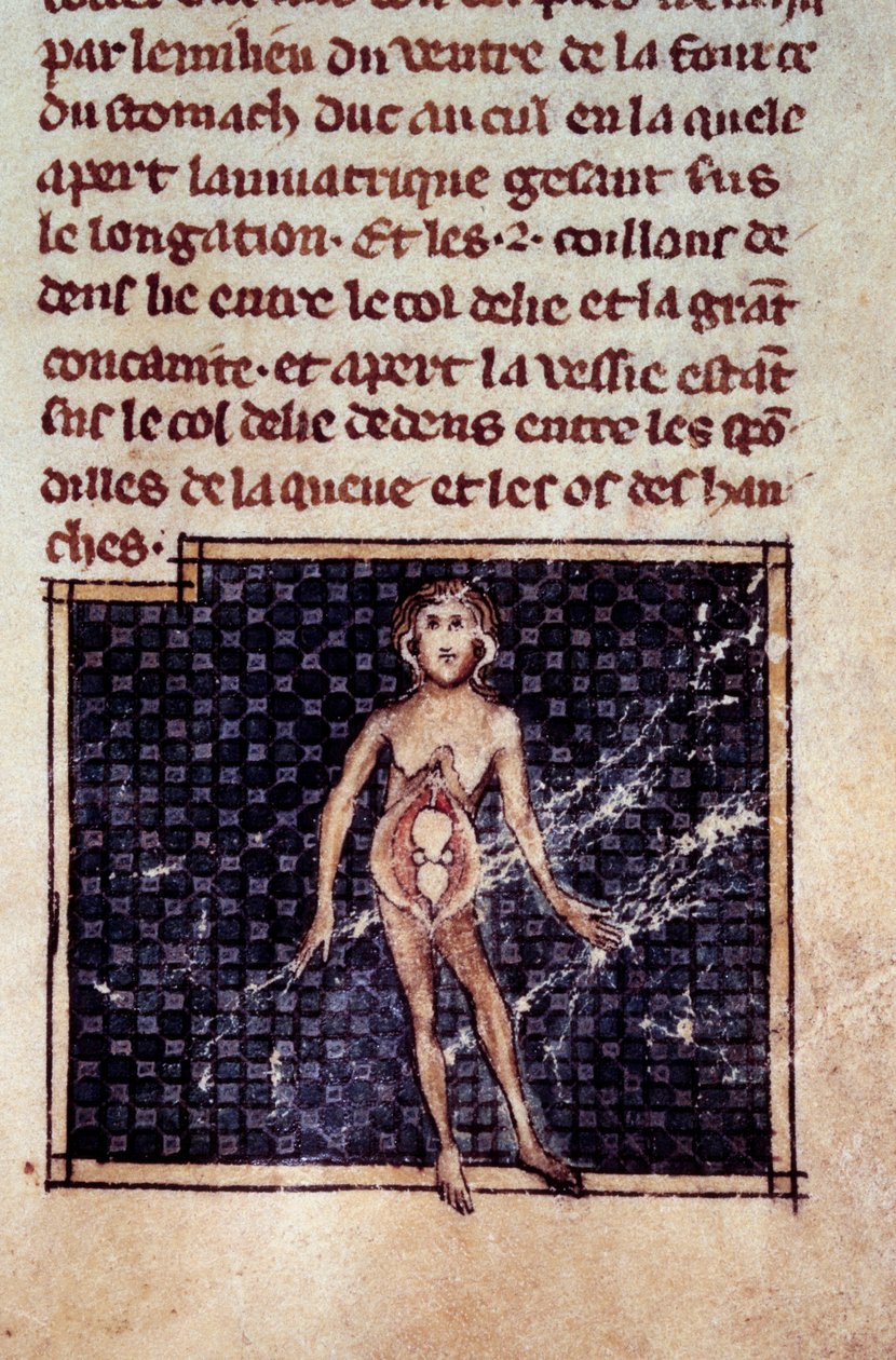 Anatomische figuren: mannelijke en vrouwelijke schillen, open buik, met de nieren, blaas, geslachtsdelen: detail van de vrouw. Miniatuur uit het manuscript 