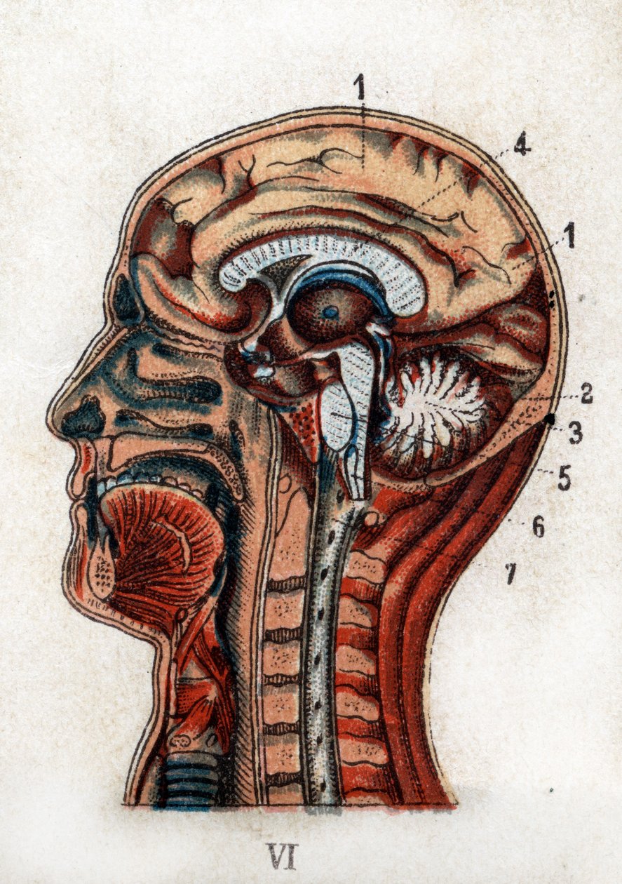 Anatomie: dwarsdoorsnede van de menselijke schedel, sectie van de hersenen en het merg. De plaat toont de hersenen, het cerebellum (met de levensboom), het verlengde merg dat het ruggenmerg vormt. 