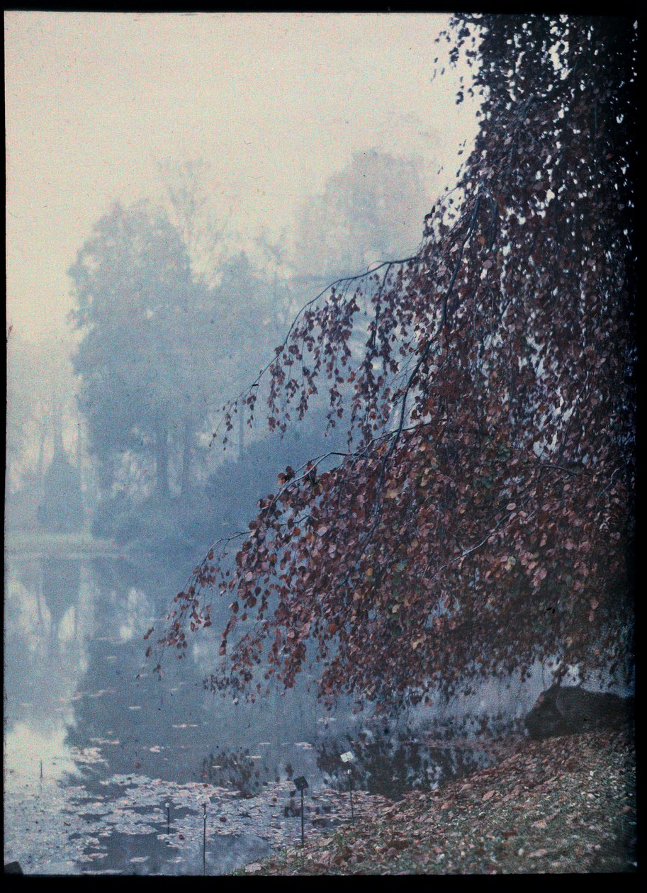 Herfstlandschap, meer en rode boom in de mist - 1920 ca. (Herfstlandschap, meer en rode boom in de mist) Autochroom anoniem Collection privee door Unknown Artist