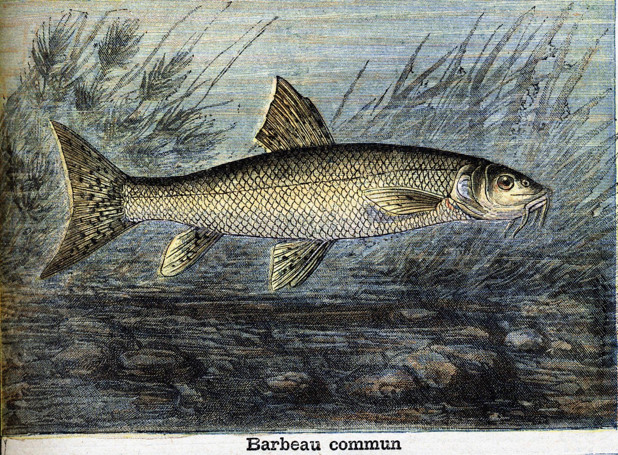 Gewone barbeel. Gravure uit 1897 door Unknown artist