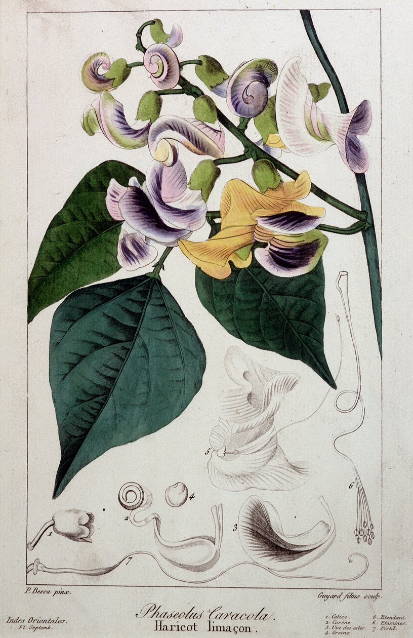 Bonenslak (phaseolus caracola), botanische plaat door Unknown artist