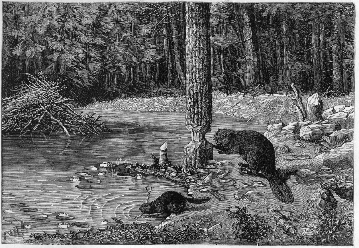 Bever die een boomstam afsnijdt om een dam te maken. door Unknown artist