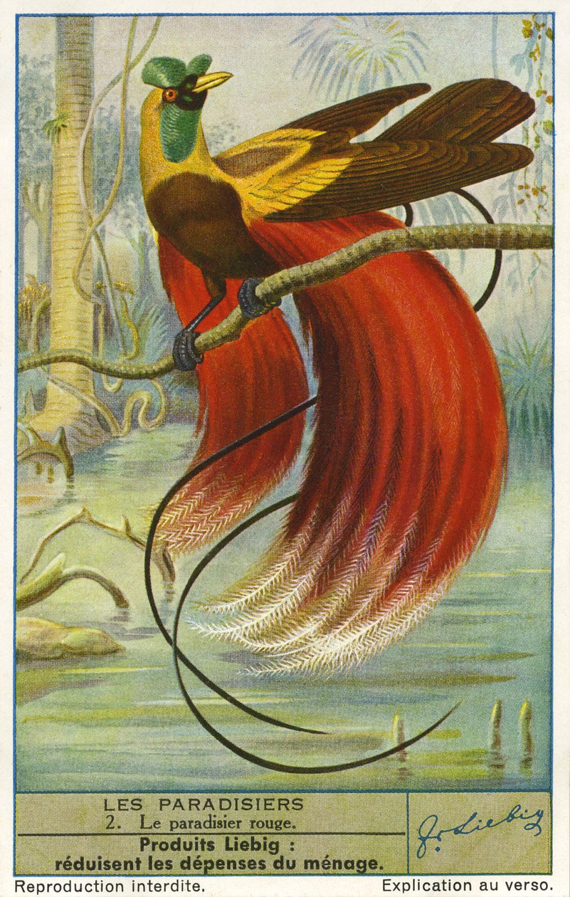 Paradijsvogel door Unknown artist