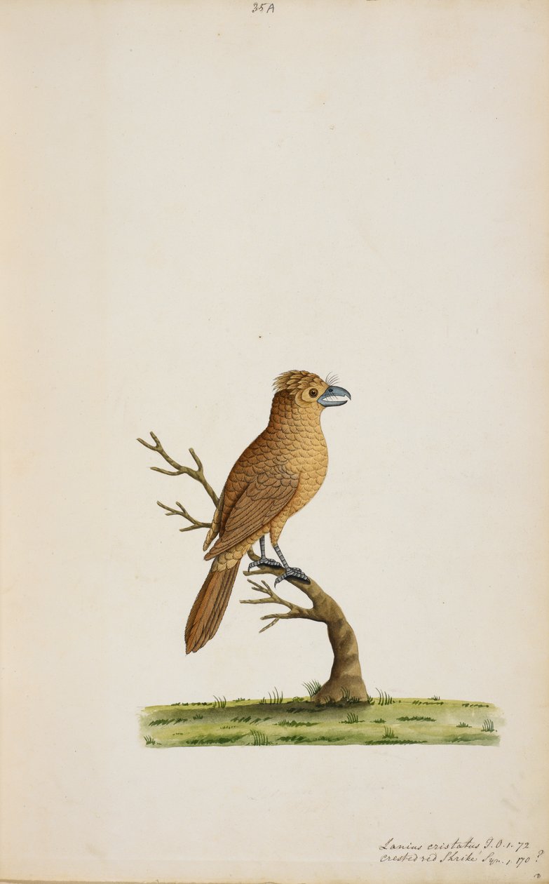 Vogel, mogelijk een soort vliegenvanger. Nog niet geïdentificeerd, misschien een soort langstaart zijde-vliegenvanger, 