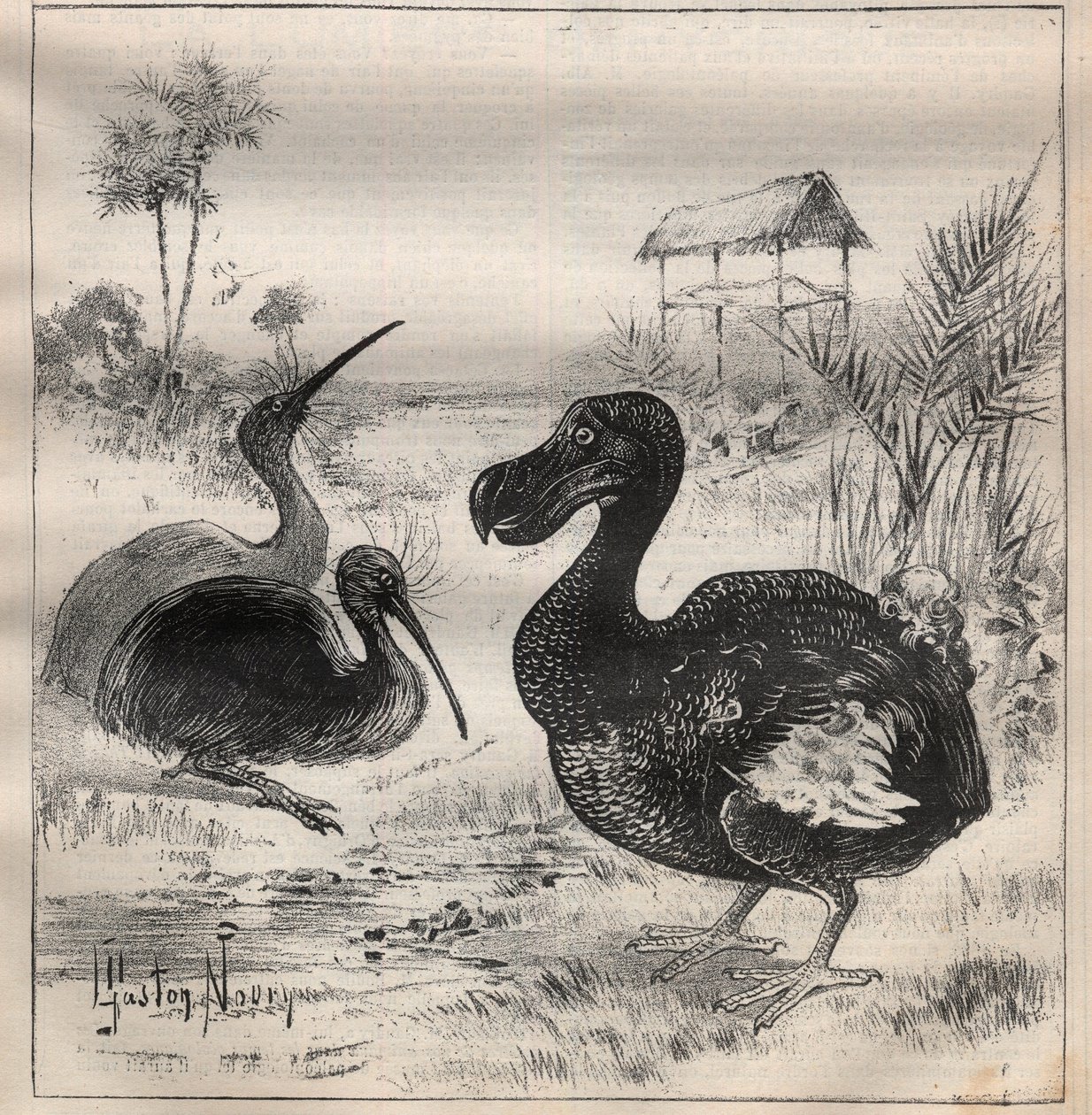 Vogels die verdwijnen: de dodo en de apteryx (of kiwi kiwi) - Gravure in 