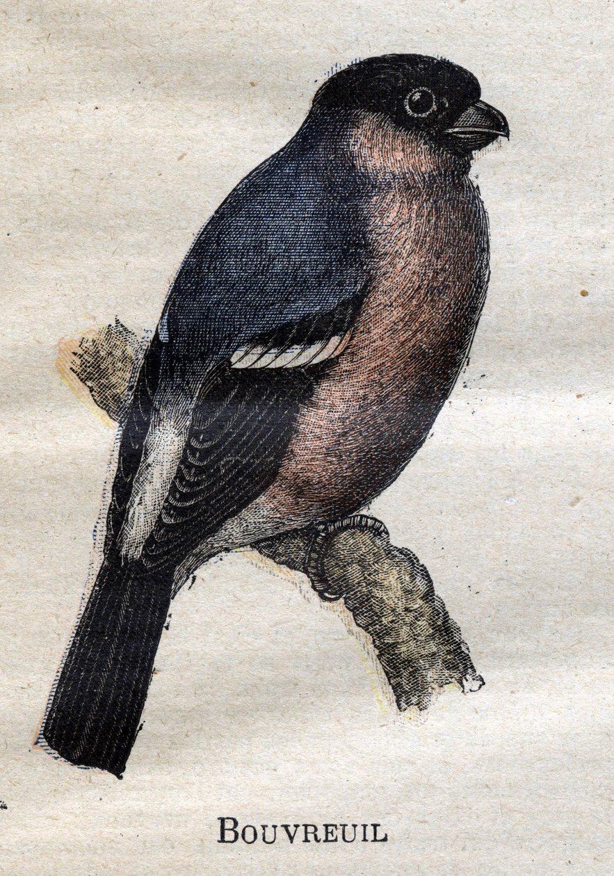 Vogels nuttig voor de landbouw: Bouvreuil door Unknown artist