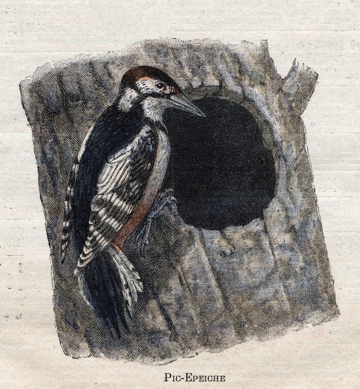 Vogels nuttig voor de landbouw: Specht door Unknown artist