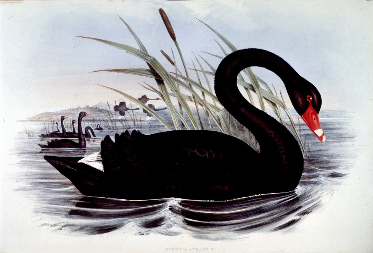 Zwarte zwaan (cygnus atratus) - uit J. Gould