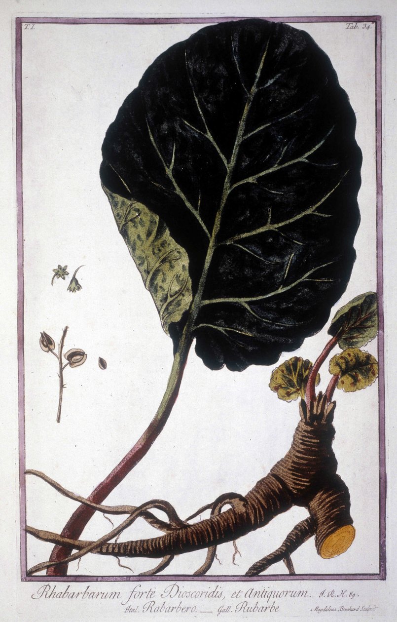 Botanische plaat: blad en wortels van rabarber. 19e-eeuws herbarium door Unknown artist