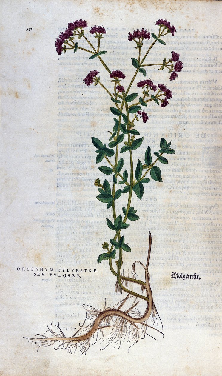 Botanische plaat: Oregano (silvestre origanum sev. vulgare). Herbarium van Lheonard Fuchs, “Historia Stirpium”, Bale door Unknown artist