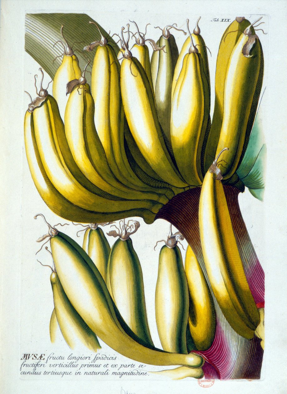 Botanische plaat: een dieet van bananen. n.d. 19e eeuw door Unknown artist