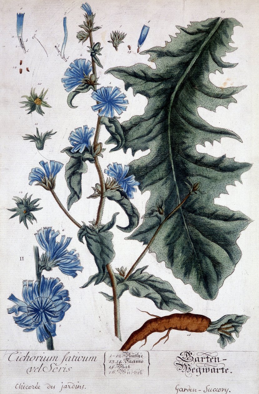 Botanische plaat: cichorium factivum velseris (tuincichorei). door Unknown artist