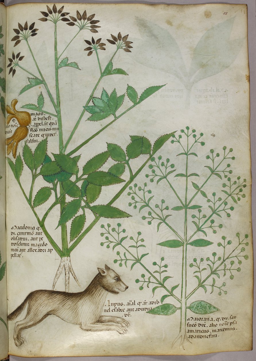 Botanische illustratie van een plant en een wolf door Unknown artist