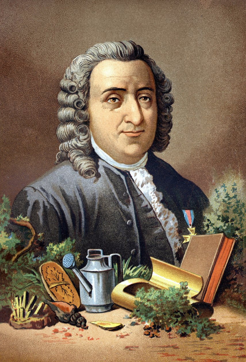 Carl von Linné, Zweedse natuuronderzoeker en schrijver (1707 - 1778) naar 