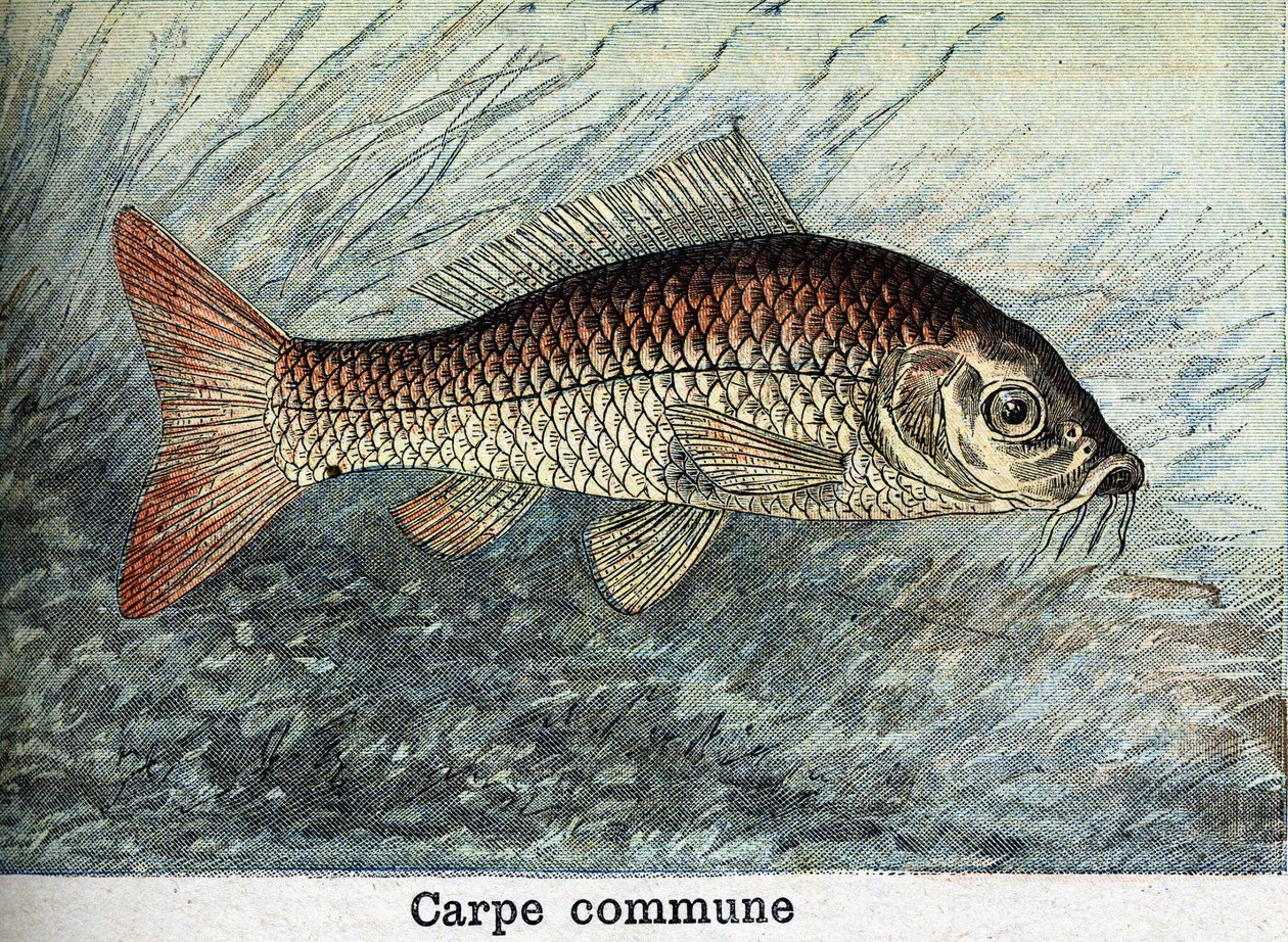 Karper Gemeenschappelijke Gravure uit 1898 door Unknown artist