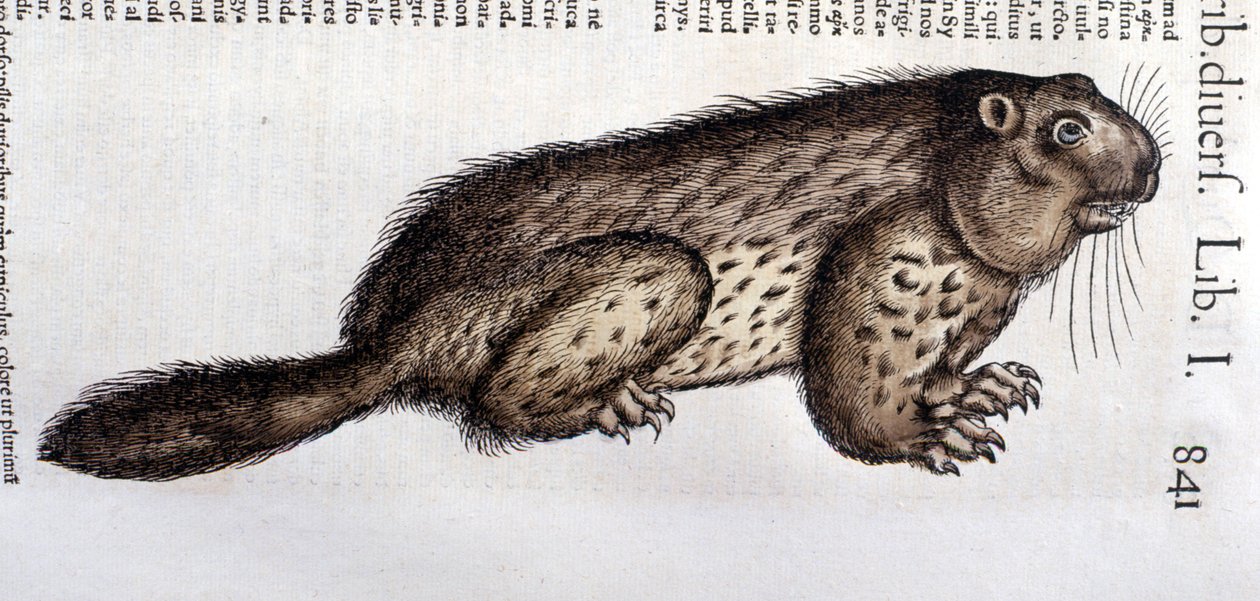 Castor - in 