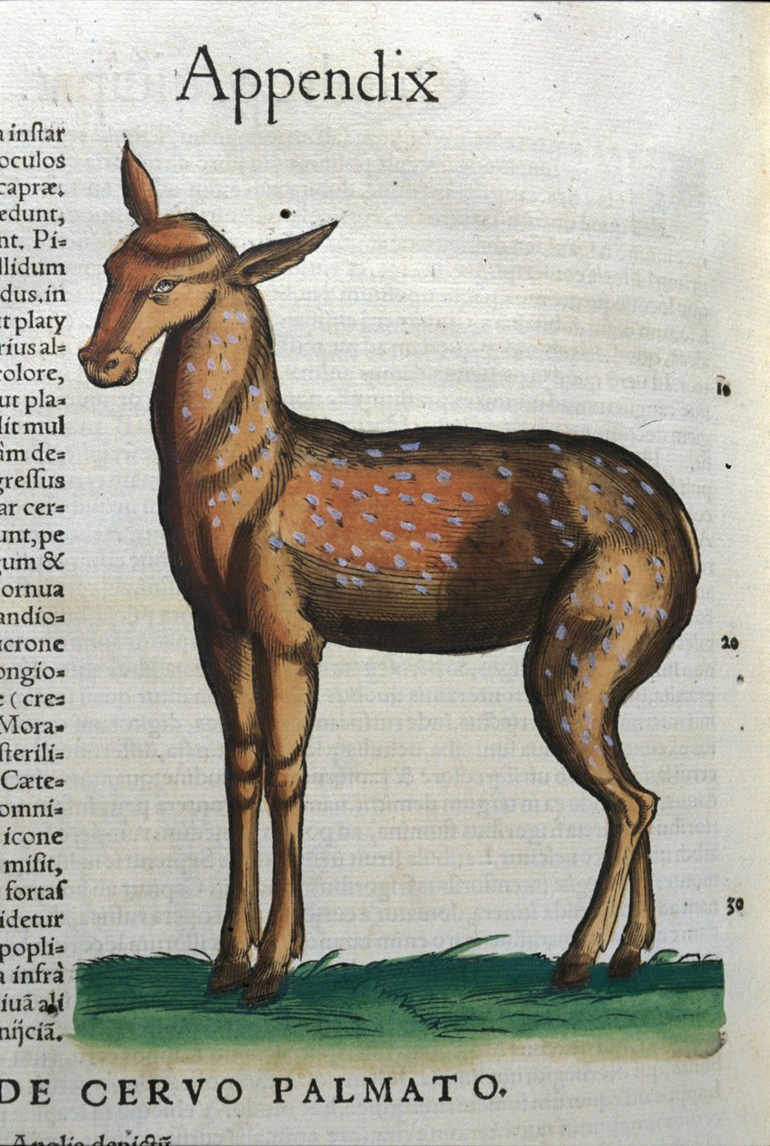 Cervidae (antilope?) in Historia Animalium van Conrad Gesner (1516 - 1565), Tiguri door Unknown artist