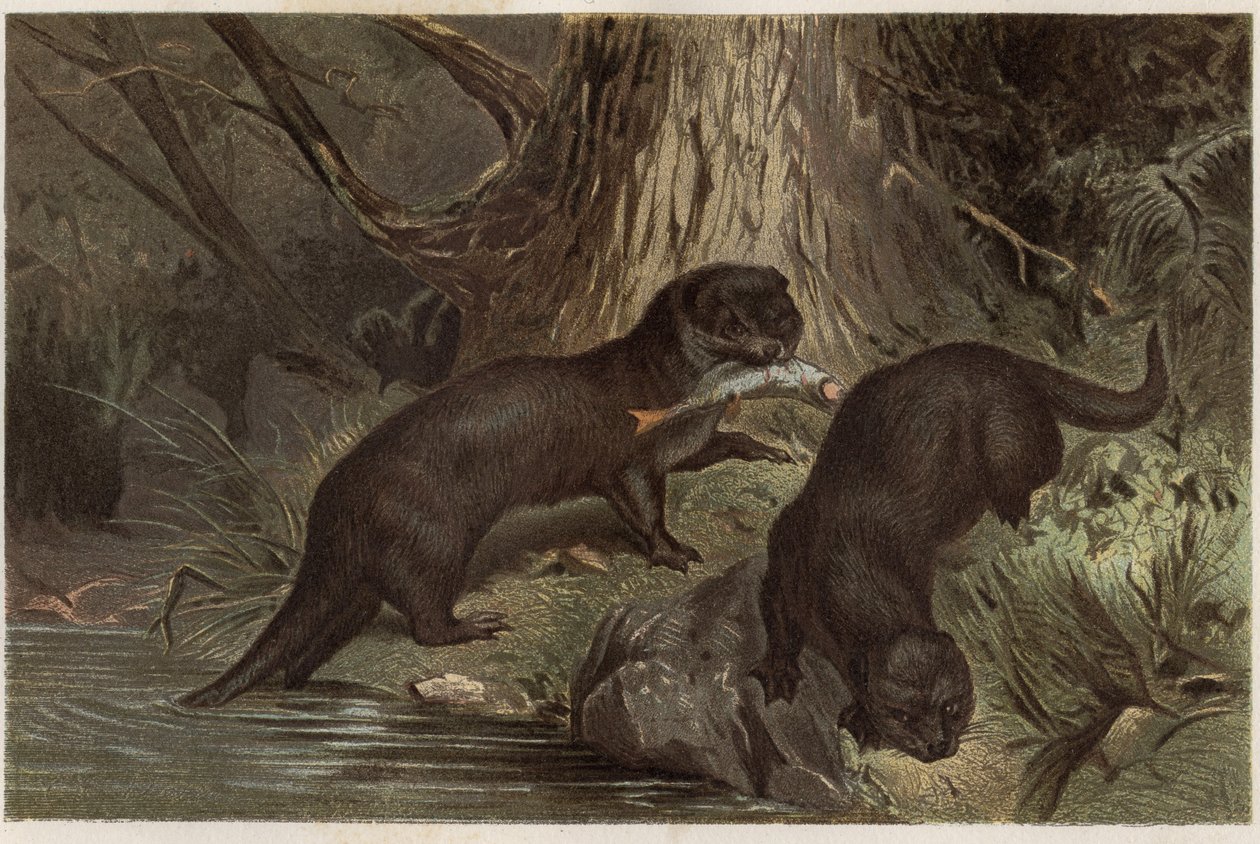 Chileense otter - De zuidelijke rivierotter, Lontra provocax - gravure uit 