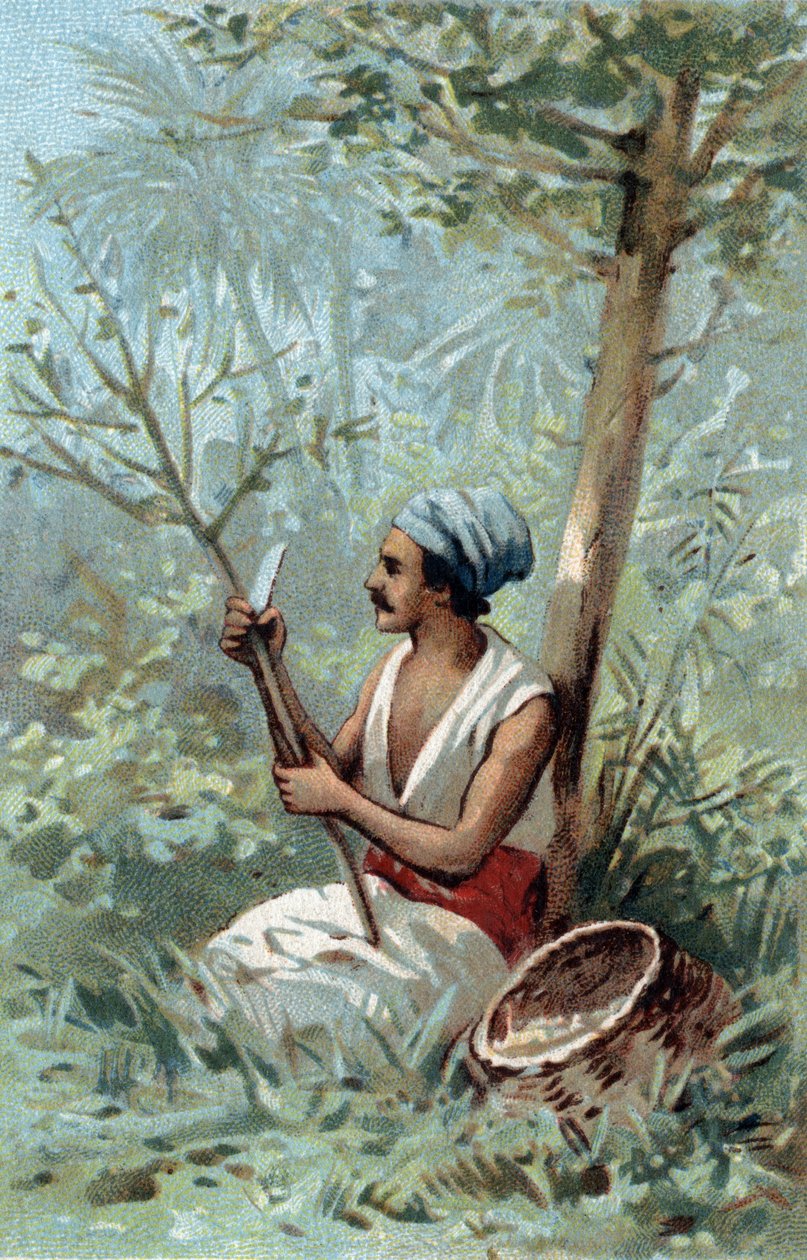 Kaneelschil in Ceylon. Chromolithografie uit de late 19e eeuw. door Unknown artist