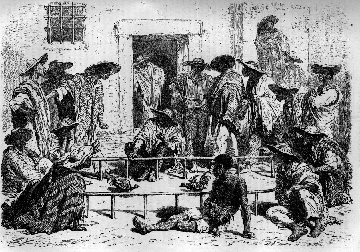 Hanenvechten in Zuid-Amerika. Gravure in 