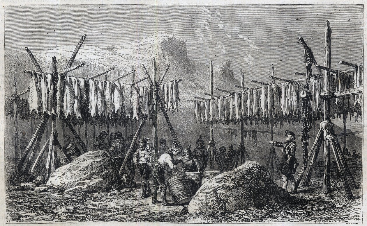 Kabeljauw drogen in Fiskerness in Groenland - Kabeljauw drogen in Fiskerness in Groenland Gravure uit 