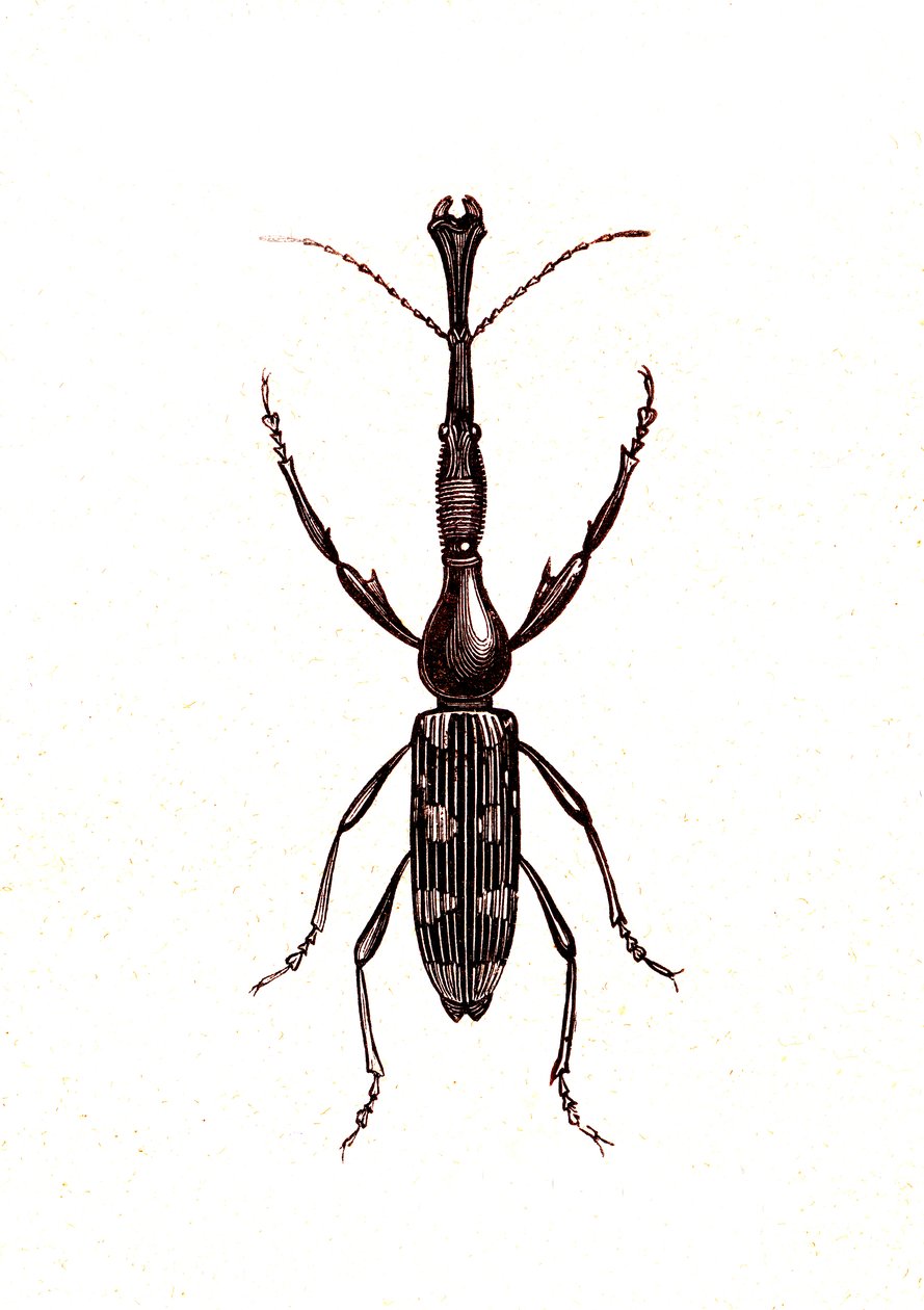 Coleoptera: Brenthus Temminchii door Unknown artist