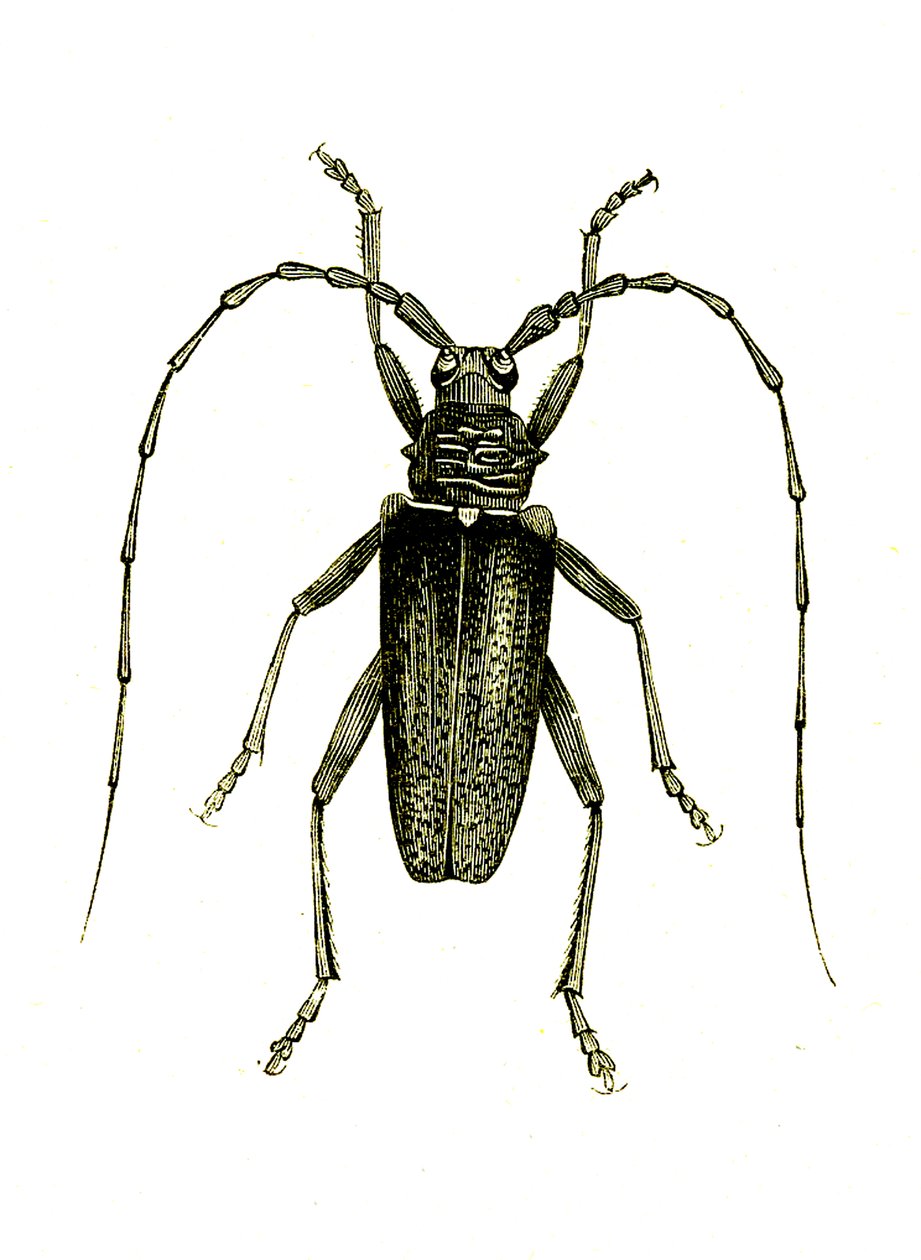 Coleoptera: Cerambyx heros door Unknown artist