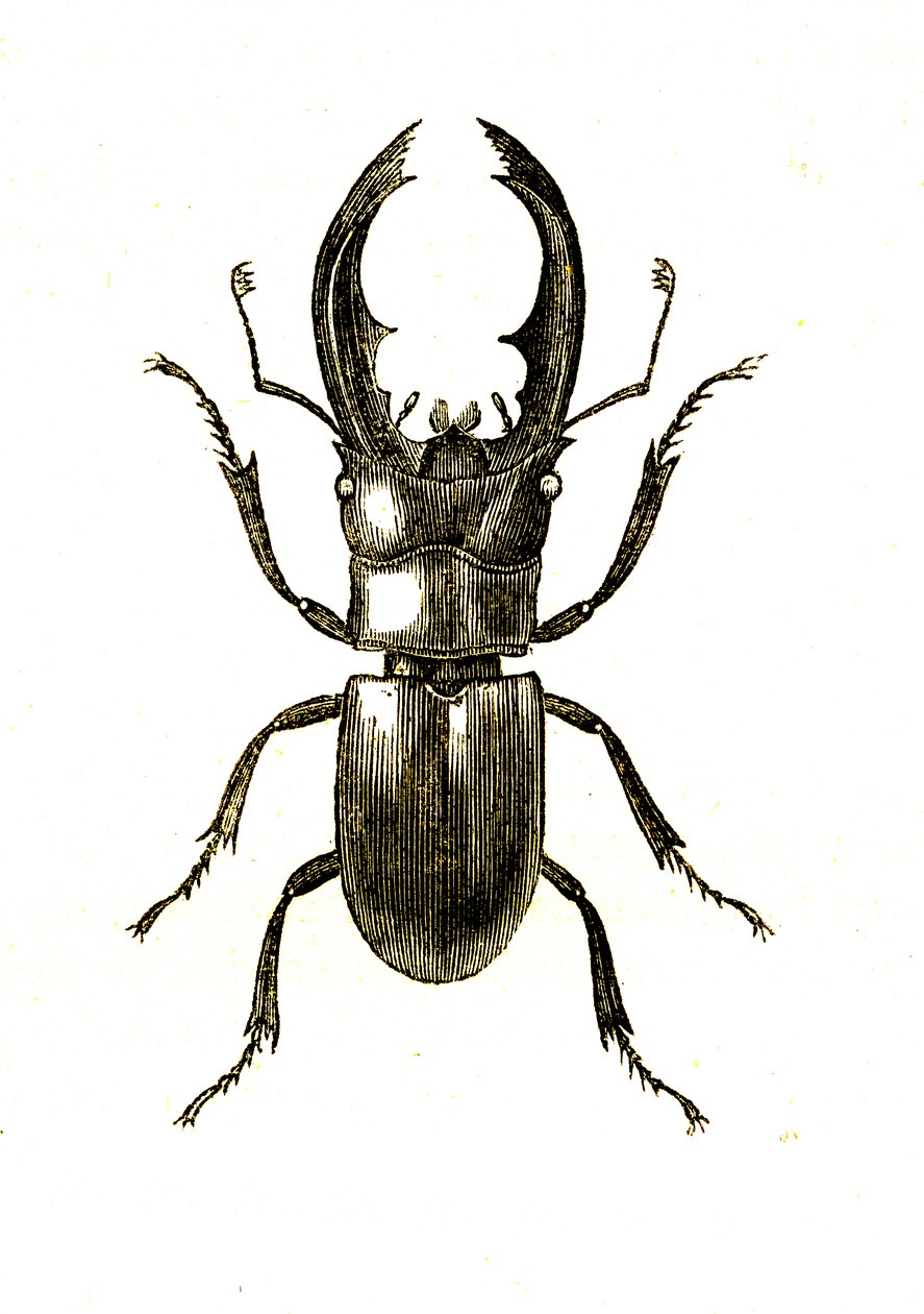 Coleoptera: Hexarthrius Buqueti of Lucanus door Unknown artist