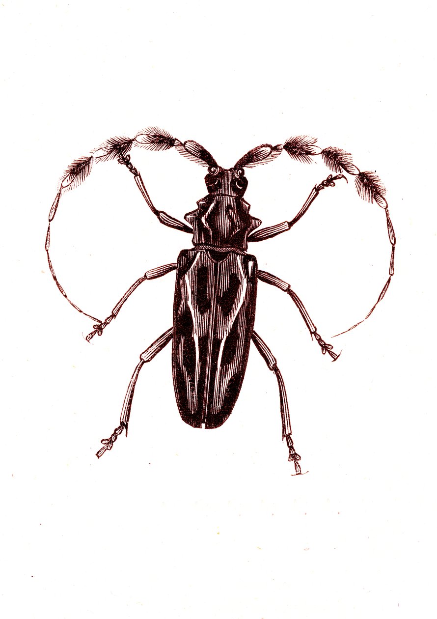 Coleoptera: Lophocerus barbatus door Unknown artist