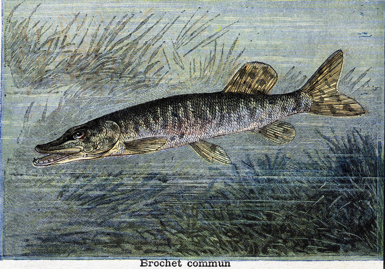 Gewone snoek. Gravure uit 1897 door Unknown artist