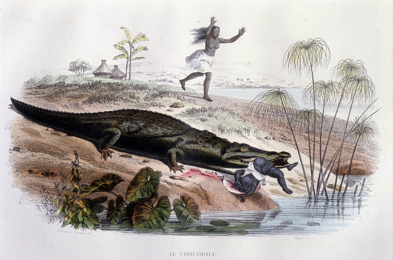 Krokodil die een klein kind verslindt - in "Histoire Naturelle" door Lacépède, ed. Furne, Parijs door Unknown artist