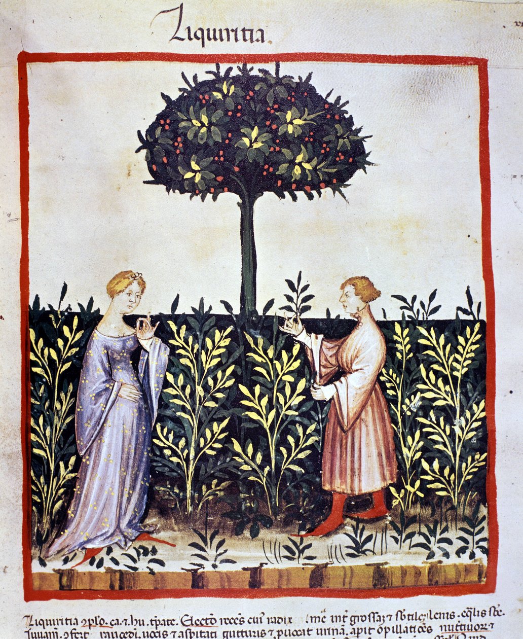 Teelt van medicinale planten: oogsten van zoethout (hout of wortel). Verluchting uit de 
