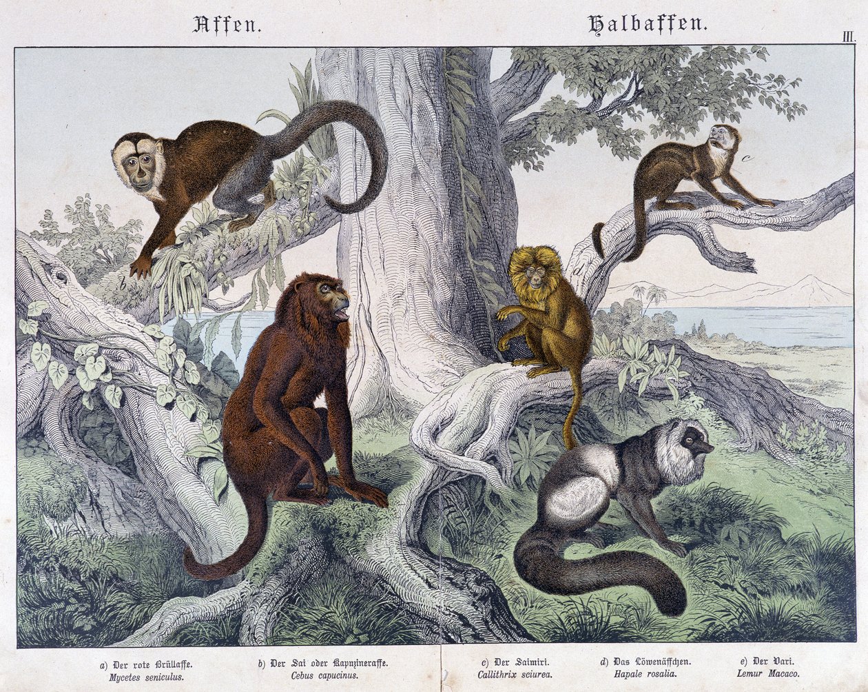 Verschillende apensoorten - in "Natural histories of mammals", ed. Schreiber door Unknown artist