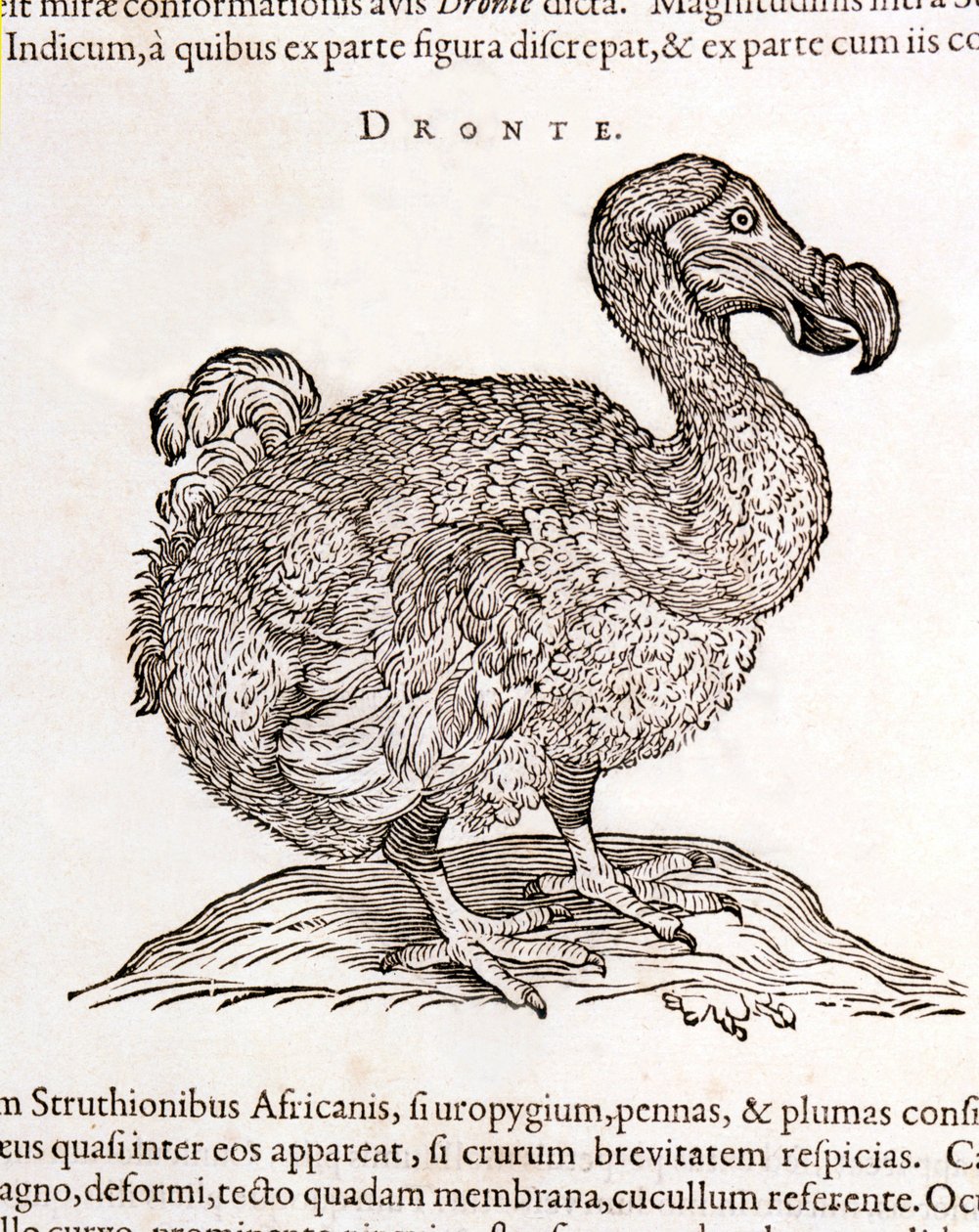 Dodo of Dronte. Uitgestorven vogel - in 
