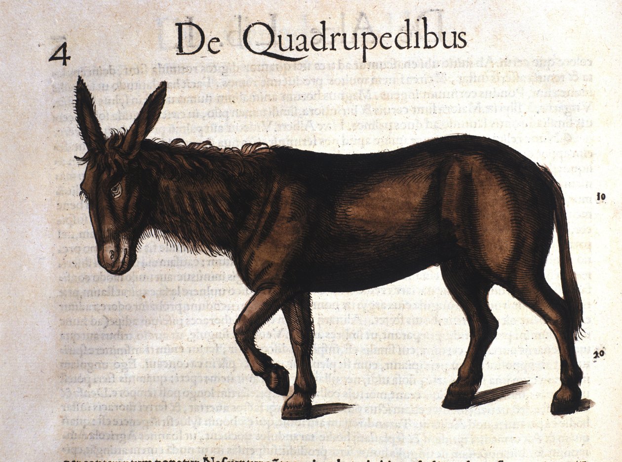 Ezel uit Historia Animalium door Conrad Gesner, Tiguri 1560 door Unknown artist