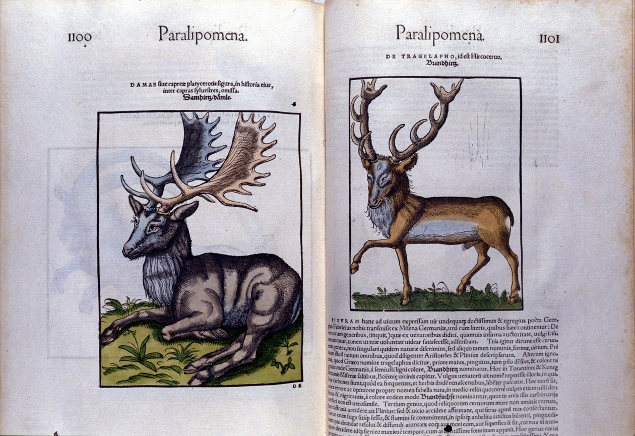 Dubbele pagina van herten in Historia Animalium door Conrad Gesner (1516 - 1565), Tiguri door Unknown artist