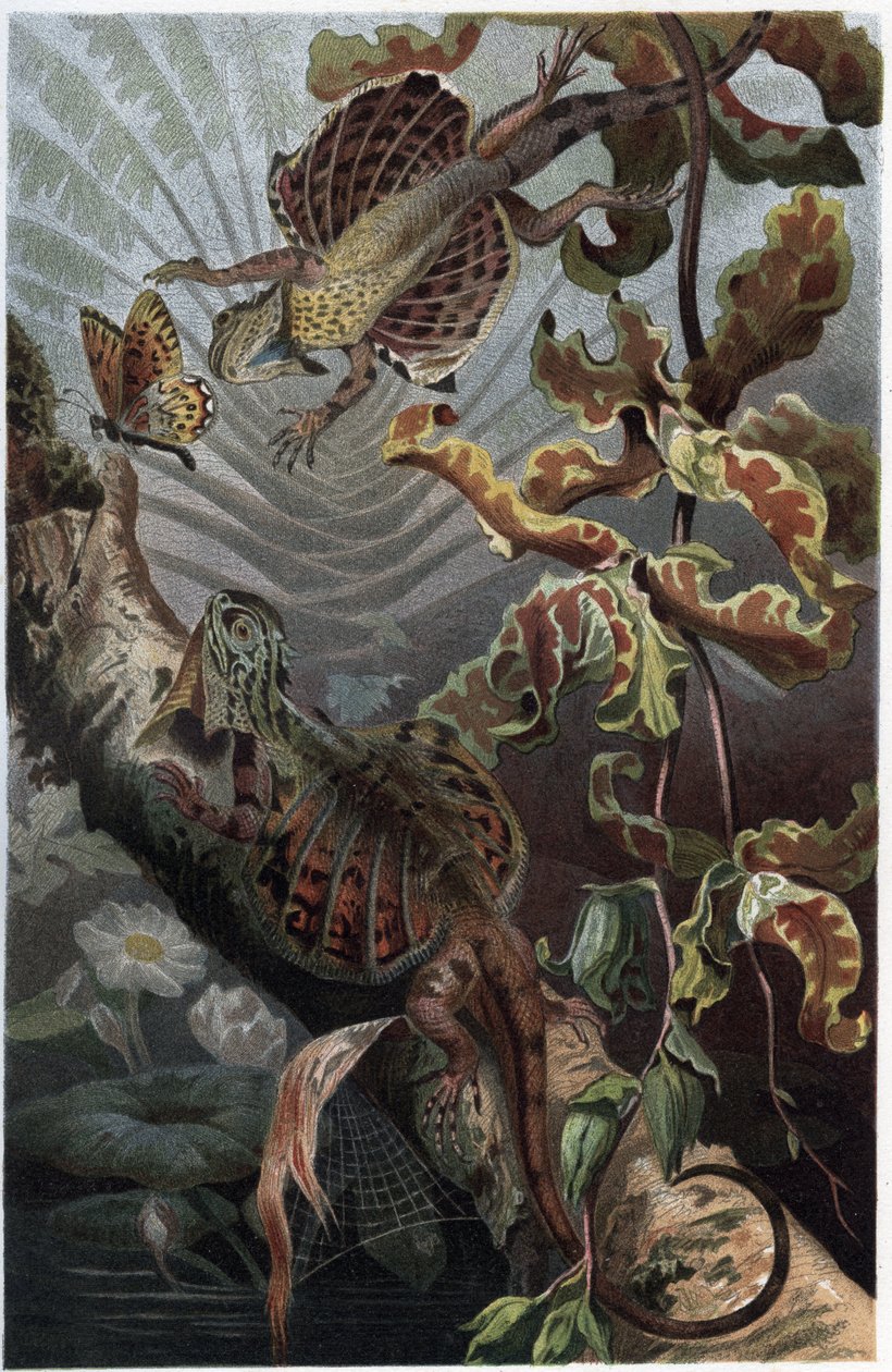 Draco volans, variëteit van boomhagedis - Draco (geslacht) (vliegende draken) - gravure uit 