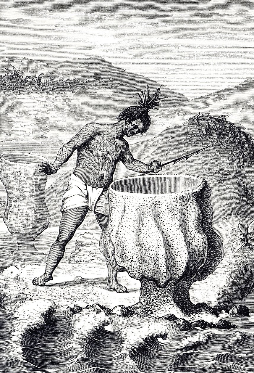Gravure die een variëteit van spons voorstelt genaamd Neptunus