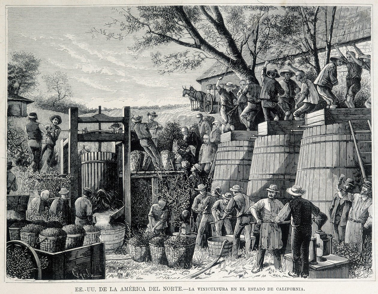 Gravure uit 1876 die de wijnbouw in Californië in de 19e eeuw voorstelt. door Unknown artist