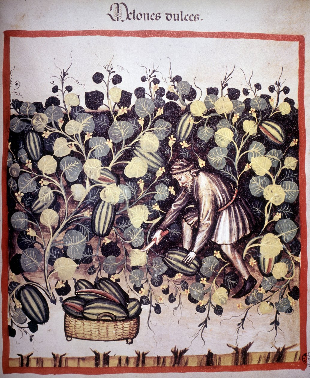 Gravure die de verzameling van meloenen uit 