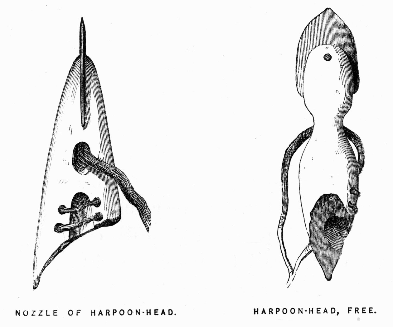 Eskimo Harpoenen - Elisha Kent Kane, Arctische Verkenning in de jaren 1853-1855, Philadelphia, Childs en Peterson door Unknown artist
