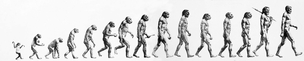 Evolutie: Vergelijkingen van morfologieën van de aap tot de huidige mens (verschillende hominiden). Eindgravure van de 19e eeuw. door Unknown artist
