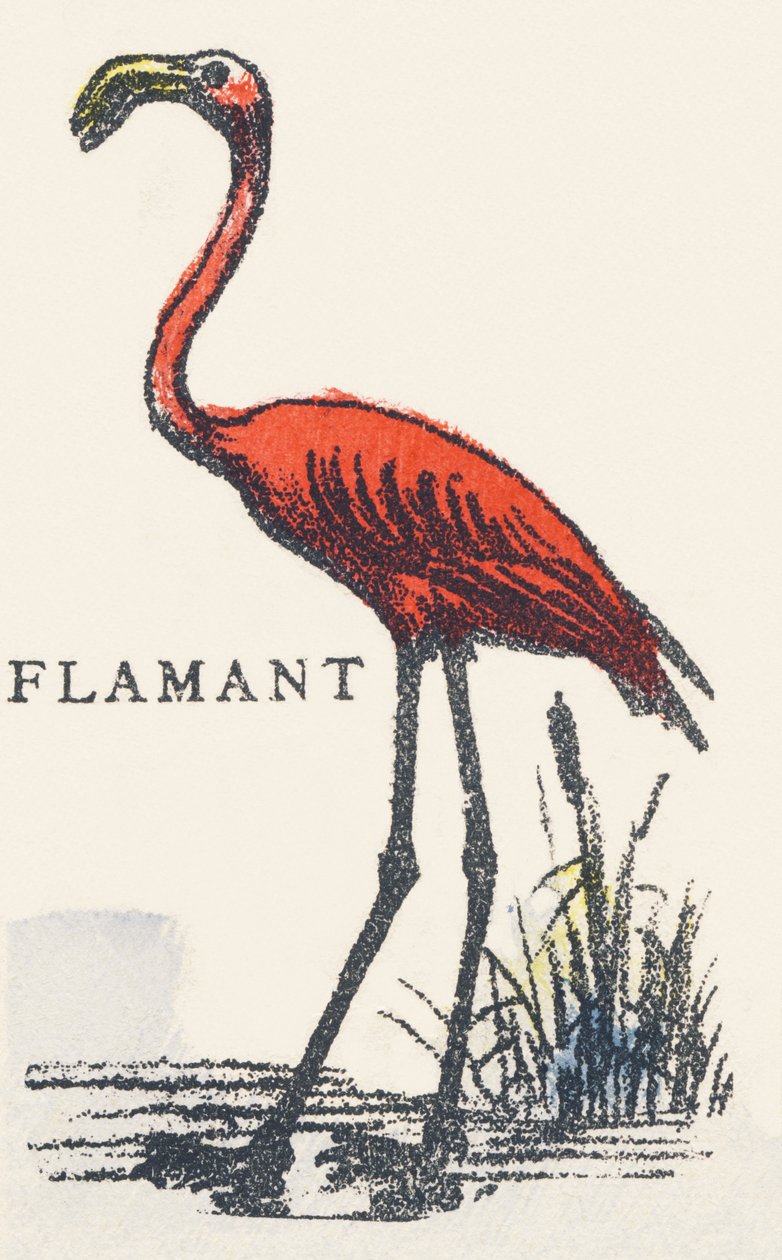 F: Flamingo door Unknown artist