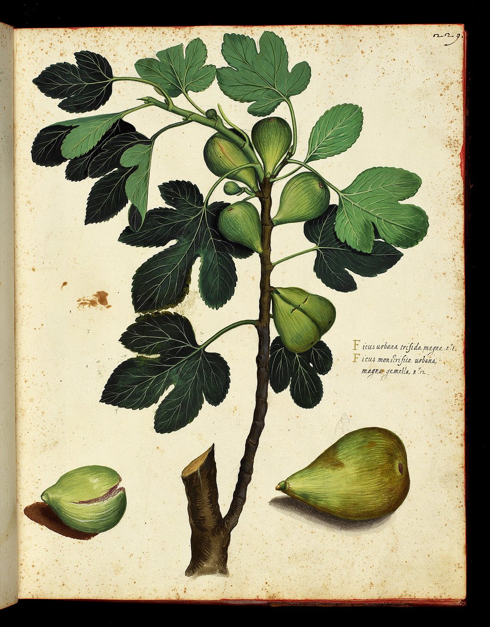 Vijg en vijgentak Botanische plaat uit een trek van Natuurlijke Historie over fruit en groenten. Ulisse Aldrovandi fonds, Bibl. Universitaire, ed. 1603. door Unknown artist